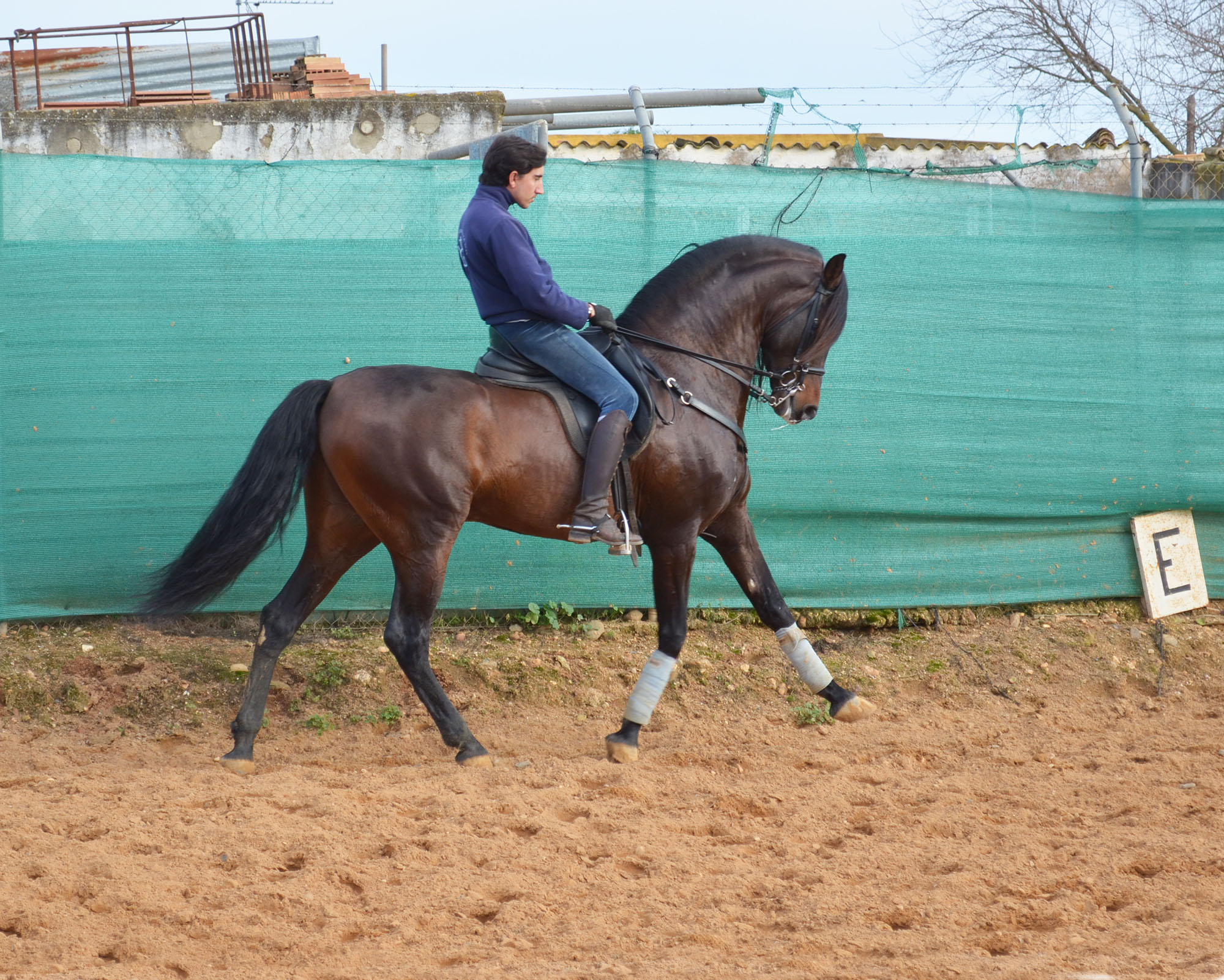 Listado de Caballos en Venta